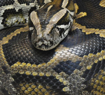 Burmese Python