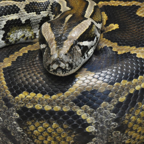 Burmese Python