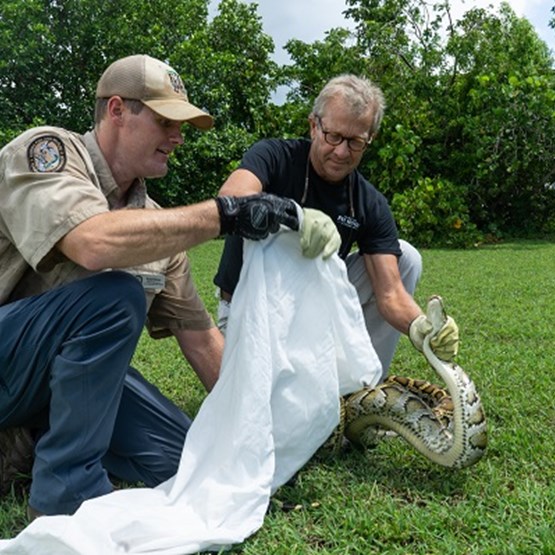 Biologist trains a hunter to catch a python