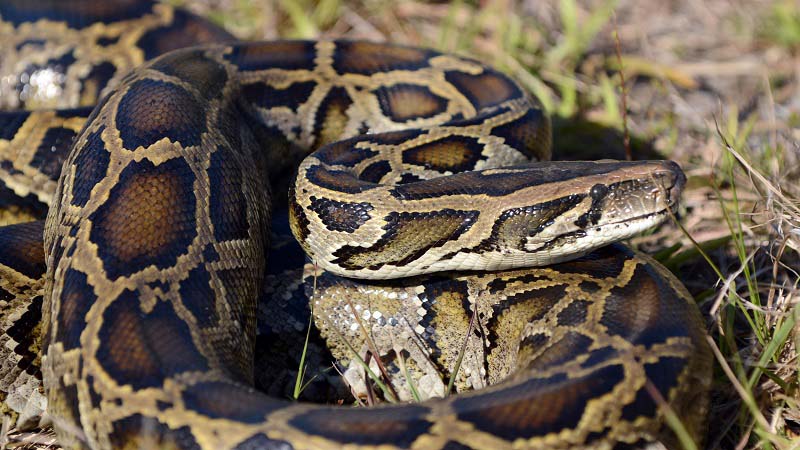 Florida Python Challenge Python Challenge