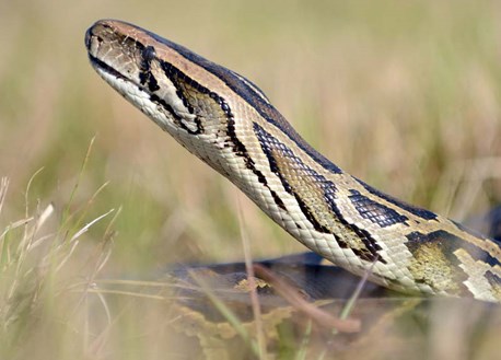 Burmese Python head above grass