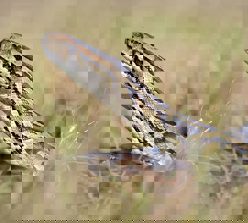 Burmese Python head above grass
