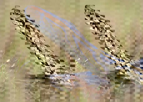 Burmese Python head above grass