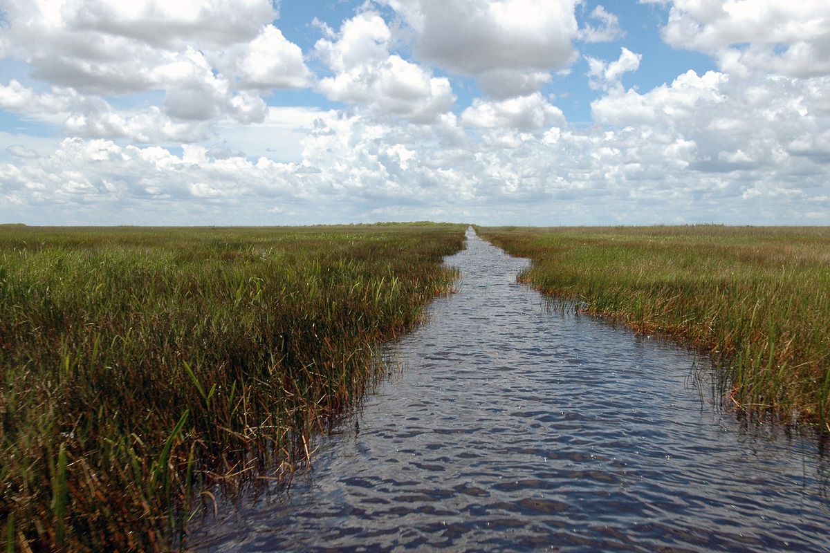 Slough river in the Everglades