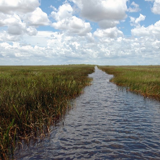 Slough river in the Everglades