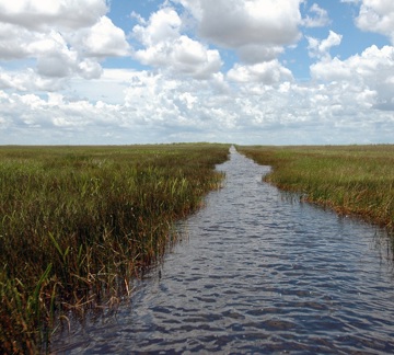 Slough river in the Everglades