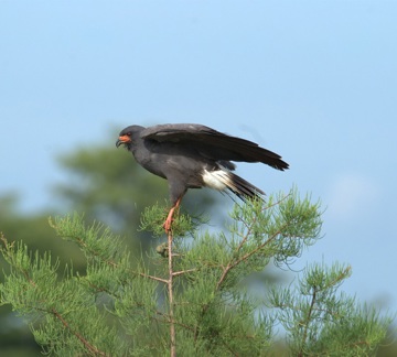snail kite