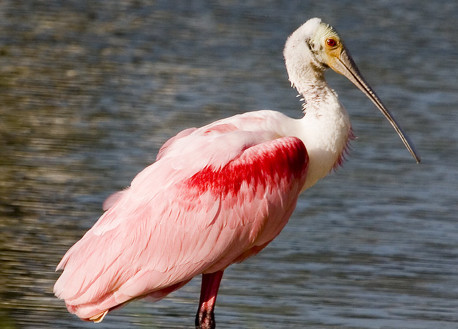 Roseate Spoonbill