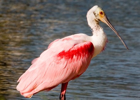 Roseate Spoonbill