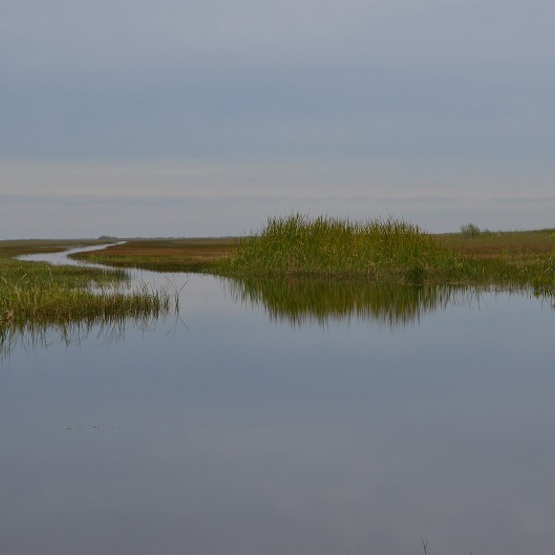 Everglades water habitat