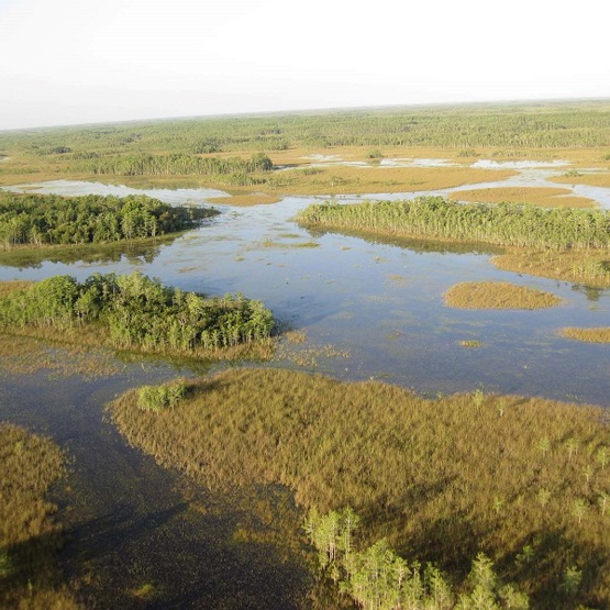 Aerial view of everglades habitat