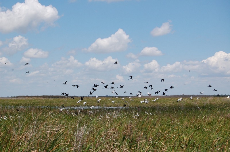 Birds fly over marsh in everglades
