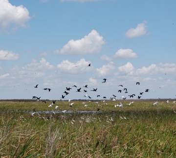 Birds fly over marsh in everglades