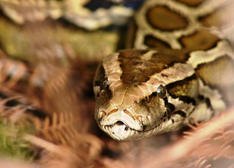 Close-up of Python