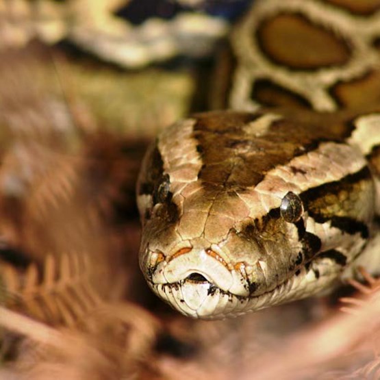 Close-up of Python