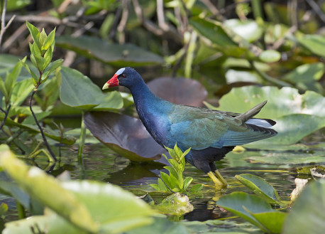 Purple Gallinule