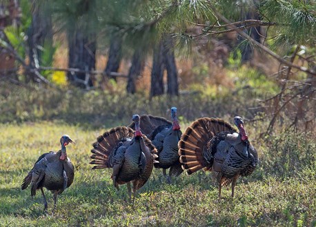 turkeys in corkscrew swamp