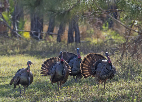 turkeys in corkscrew swamp