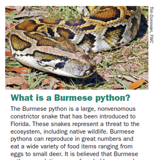 Python Brochure Image