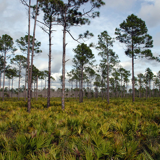 Big Cypress Trees