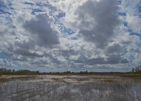 Everglades scenery