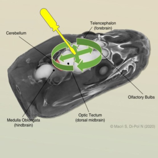Illustration of a python skull