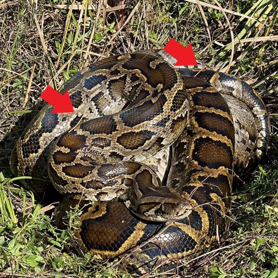 Tagged research python with tag highlighted by arrow