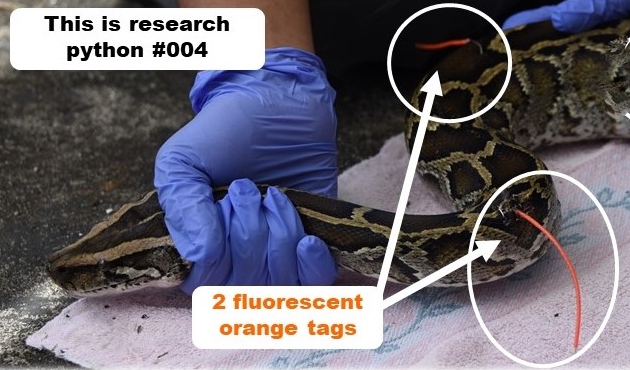 Florida Python Challenge: How to kill Burmese pythons humanely