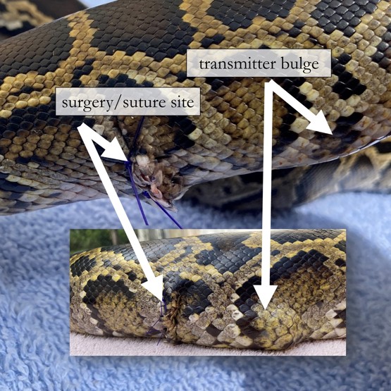 Close up of surgical tracking implant on a hatchling python