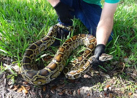 Biologist holds a python