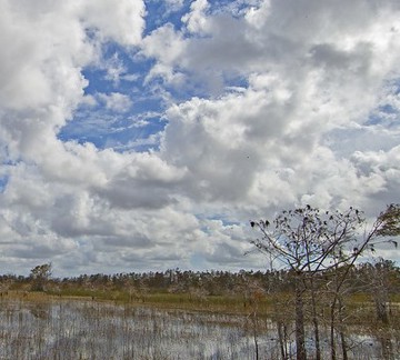 Everglades Francis S. Taylor Wildlife Management Area marsh