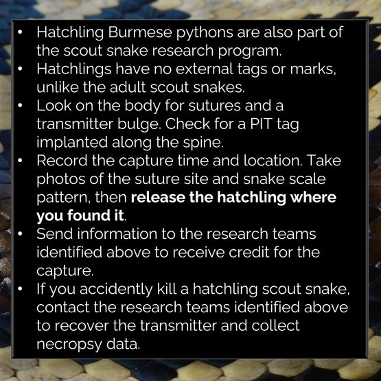Python skin with text detailing identification methods for hatcling scout snakes