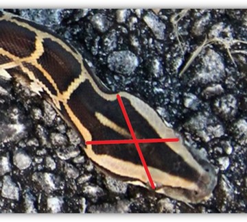 python with a target drawn of the skull