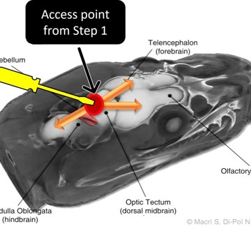An illustration depciting the access point into the python cranial cavity and the movement direction the user should follow in order to pith the python brain with a rod.