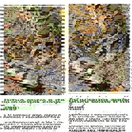 Python Brochure in Spanish