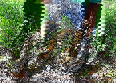 Biologist holds a python