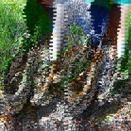 Biologist holds a python